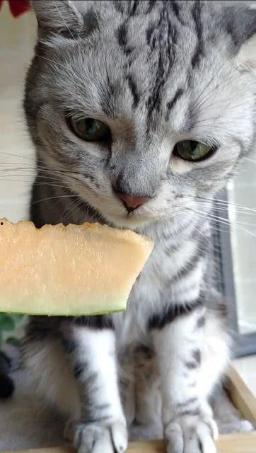娱乐吃瓜猫咪