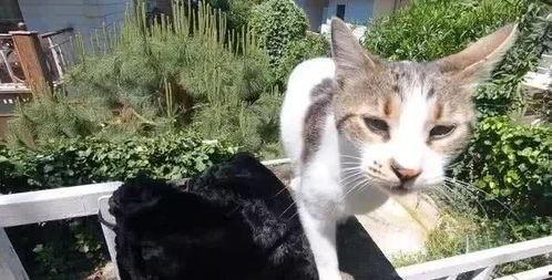 娱乐吃瓜酱流浪猫