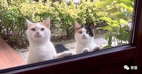 娱乐吃瓜酱流浪猫