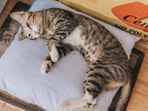 娱乐吃瓜小猫咪视频,揭秘小猫咪的娱乐世界